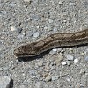 Die Steppennatter (Elaphe dione) ist eine ungiftige Schlange mit einem enormen Verbreitungsgebiet: von der Ostküste des Schwarzen Meeres bis nach Korea.